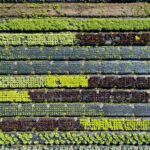 green and yellow flower field